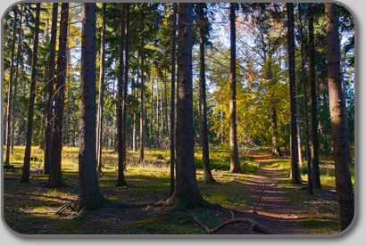 Hebst im Mischwald