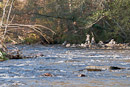 Steinmännchen in der Wutach