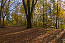 farbenprächtiger Buchenmischwald