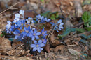 Leberblümchen zwischen Plattenberg und Jägerberg