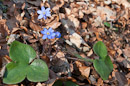 Leberblümchen zwischen Plattenberg und Jägerberg