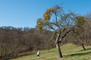 Misteln auf einem alten Obstbaum