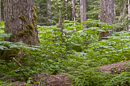 im üppigen Wald