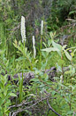 White Bog Orchid