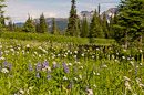 Alpine Wild Flower Meadows