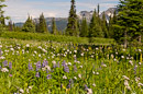 Alpine Wild Flower Meadows