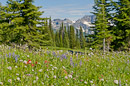 Alpine Wild Flower Meadows