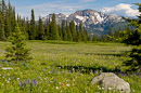 Alpine Wild Flower Meadows