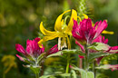 Gletscherlilie und Indian Paintbrush