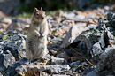 Golden Mantled Squirrel