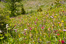 Blumenmeer auf Healy Meadows