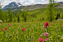 Blumenmeer auf Healy Meadows