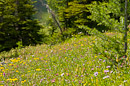 Blumenmeer auf Healy Meadows