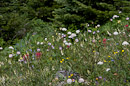 Blumen an der Baumgrenze