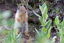 Columbian Ground Squirrel