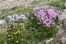 Moss Campion