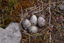 Nest