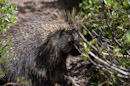 Porcupine