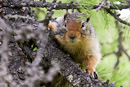 Columbian Ground Squirrel