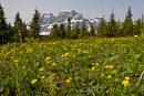 saftige Wiese