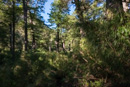 immerwieder Bambus im dichten Urwald