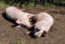 glückliche Schweine im bewirtschafteten Land