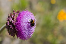 viele Blüten auf dem ersten Abschnitt