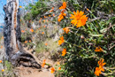 viele Blüten auf dem ersten Abschnitt