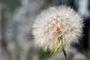 viele Blüten auf dem ersten Abschnitt