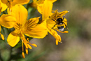 viele Blüten auf dem ersten Abschnitt