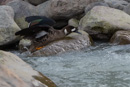 eine Ente am Rio FitzRoy