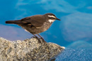 Singvogel an Laguna Los Tres