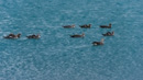 und die ganze Gänsefamilie auf dem See