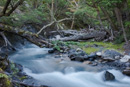 durch Wald zu Glaciar Los Peros