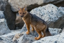 junger Andenfuchs auf der Suche nach Mäusen