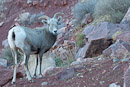 Bighorn Schaf am Trail