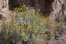 erste Blüten am Grund des Canyons