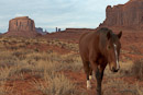 Mustang in der Nähe des John Ford Point