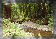 Muirr Woods S. P.