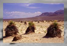 Devil's Cornfield