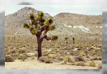 Joshua Trees