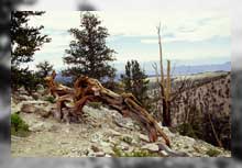 abgestorbene Bristlecone