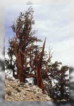 Bristlecone Pine