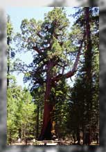 Grizzly Giant Sequoia