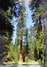 Giant Sequoia