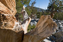 Bristlecone Pine