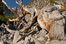 in der Bristlecone Pine Grove