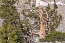 in der Bristlecone Pine Grove