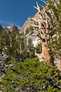 in der Bristlecone Pine Grove