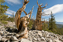 in der Bristlecone Pine Grove